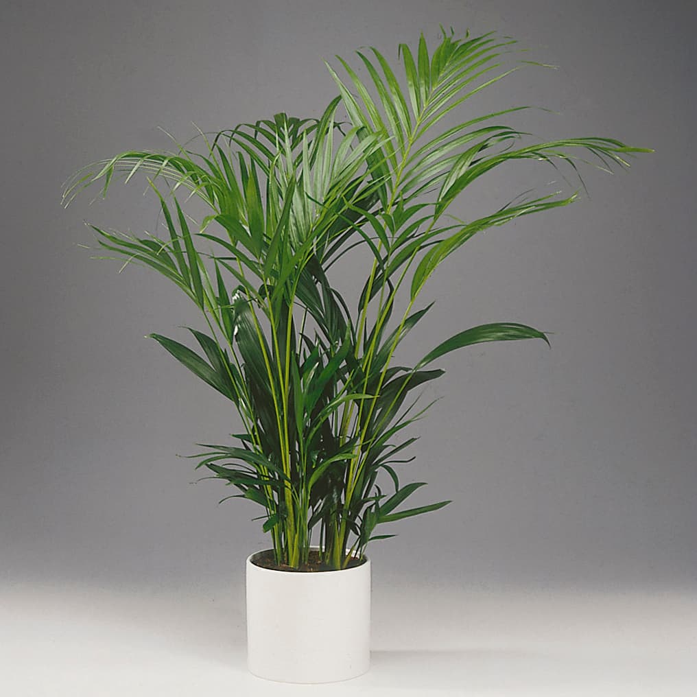 <p data-block-key="domvl">Kultapalmu (Chrysalidocarpus lutescens). (Kuva: Floradania)</p>