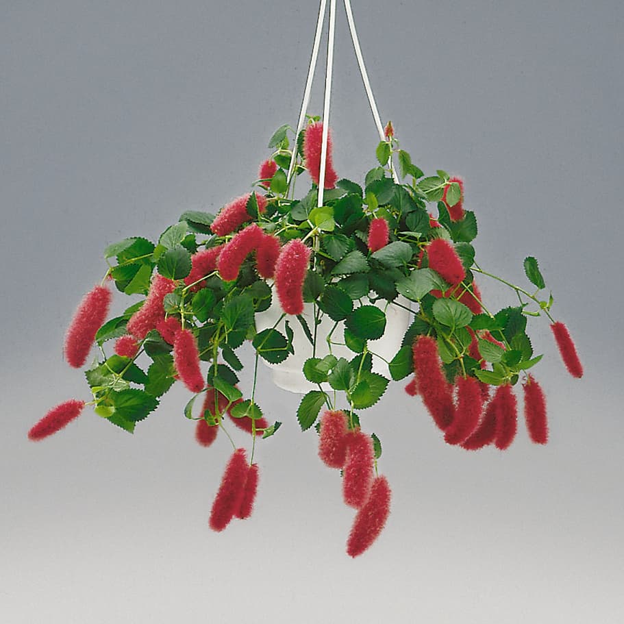 <p data-block-key="jbu50">Amppelikissanhäntä (Acalypha reptans). (Kuva: Floradania)</p>