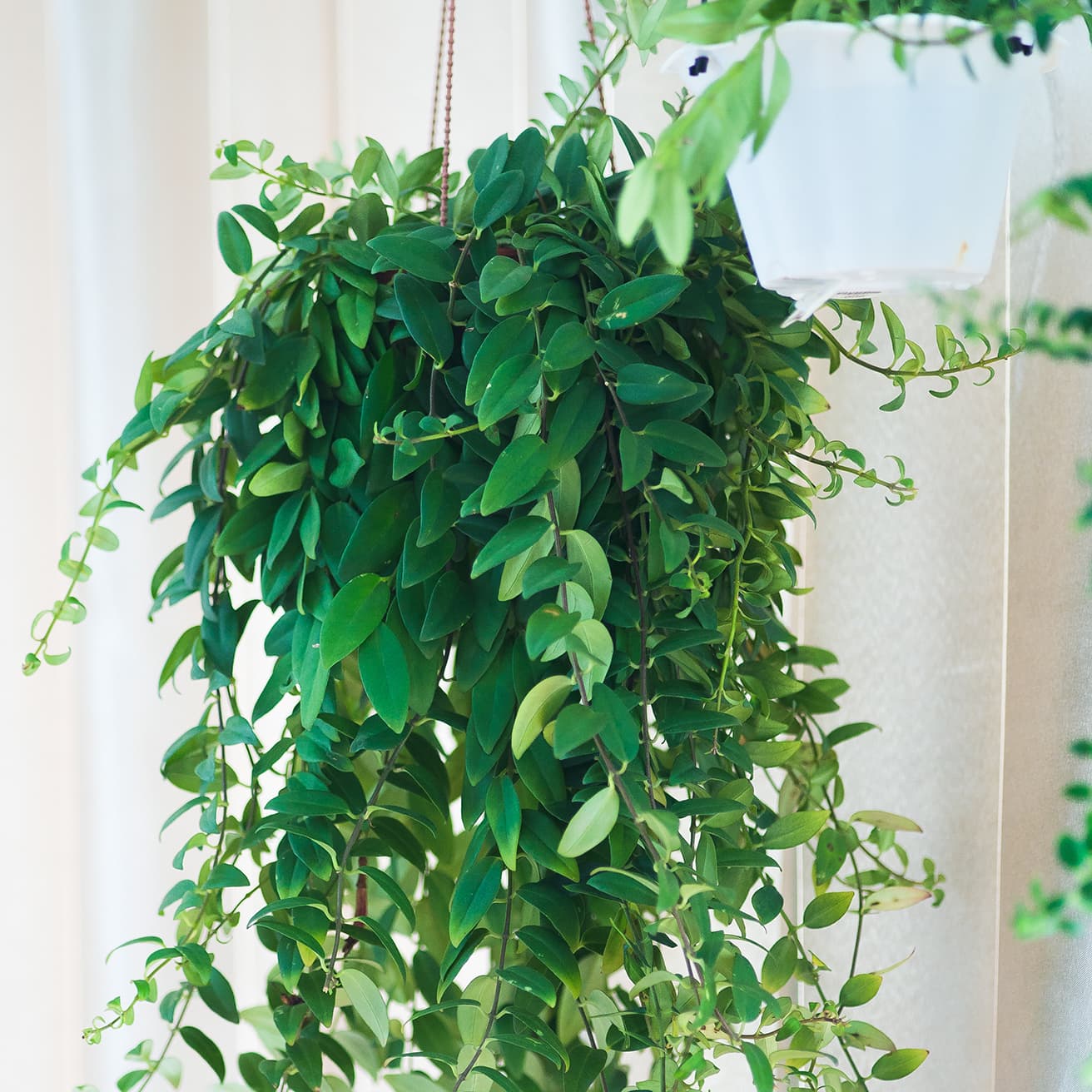 <p data-block-key="nutx3">Soihtuköynnös (Aeschynanthus). (Kuva: Adobe Stock)</p>