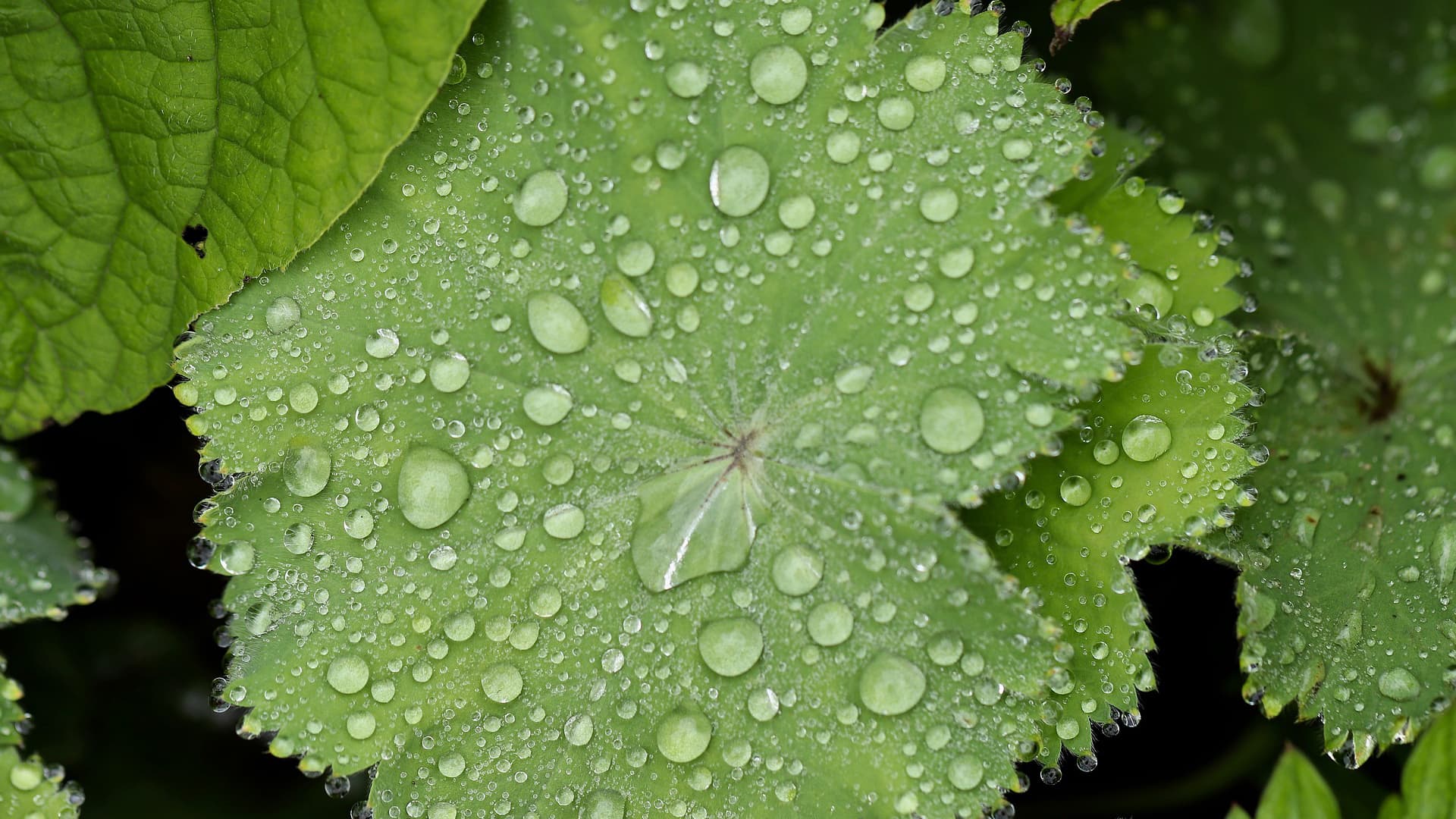 <p data-block-key="i02py">Poimulehti (kuva: Pixabay)</p>