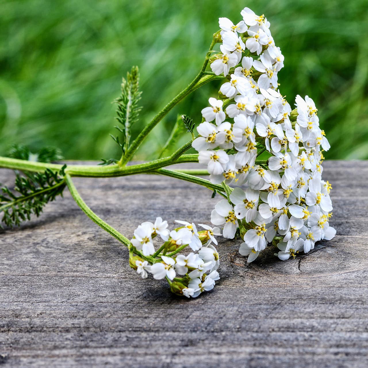 <p data-block-key="twaug">Siankärsämö (kuva: Pixabay)</p>