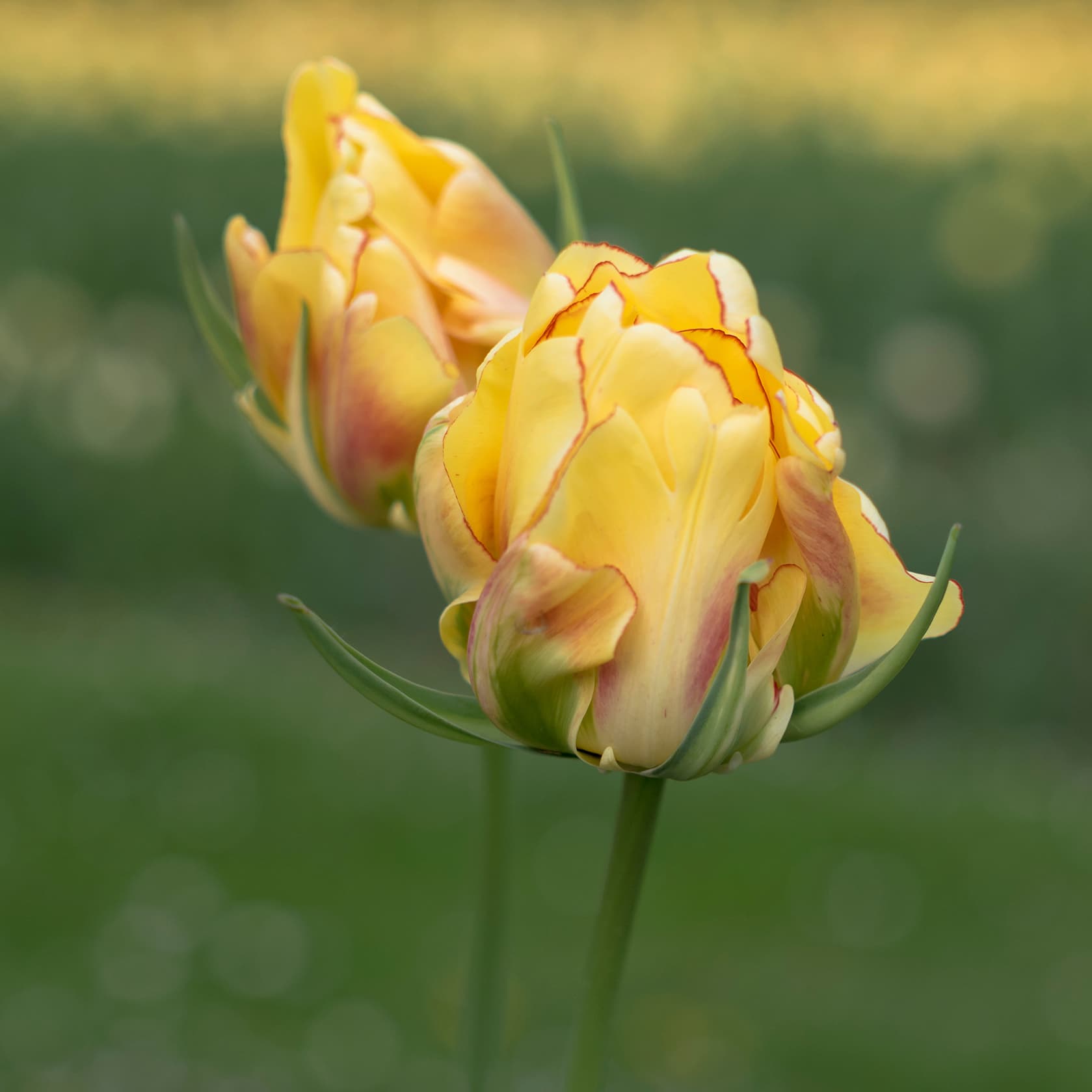<p data-block-key="ncyre">Vihreäraitatulppaani 'Golden Artist' (kuva: Adobe Stock)</p>
