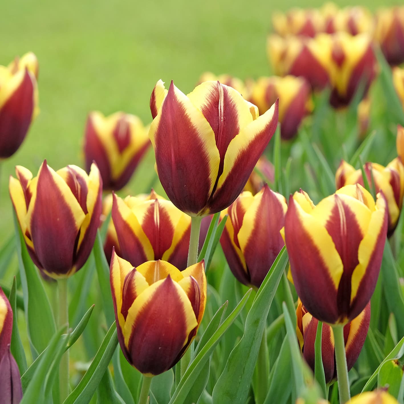<p data-block-key="uryn0">Triumftulppaani 'Gavota' (kuva: Adobe Stock)</p>
