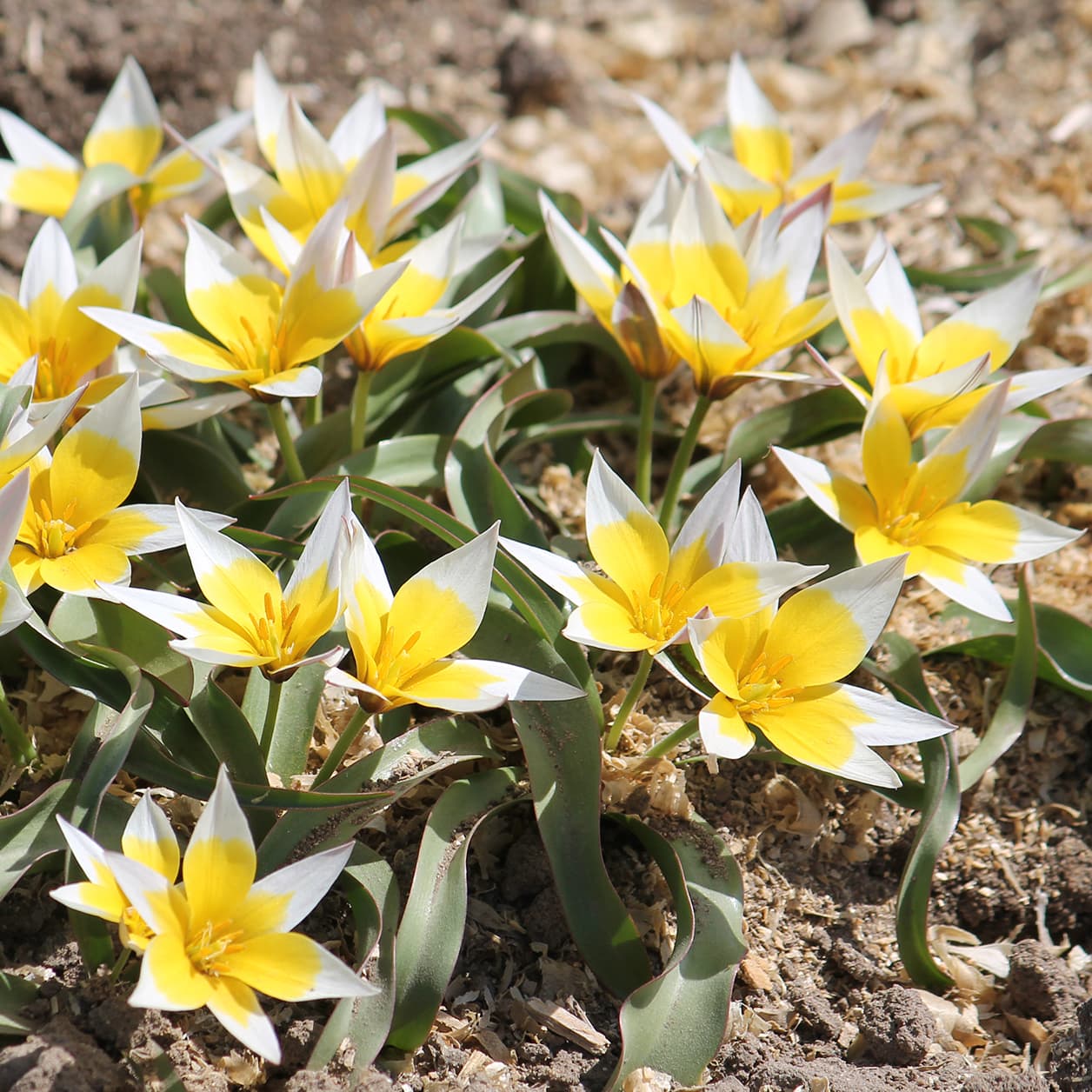 <p data-block-key="qccz4">Tulipa tarda (kuva: Adobe Stock)</p>