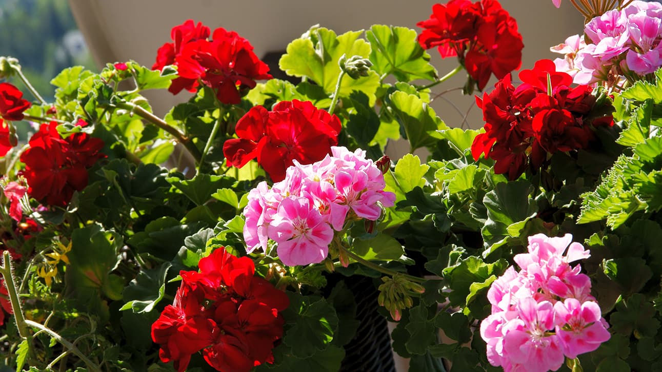 <p data-block-key="5k44e">Pelargonit kaipaavat lämpöä – istuta ulos vasta, kun yöpakkaset ovat varmasti ohi. (Kuva: Adobe Stock)</p>