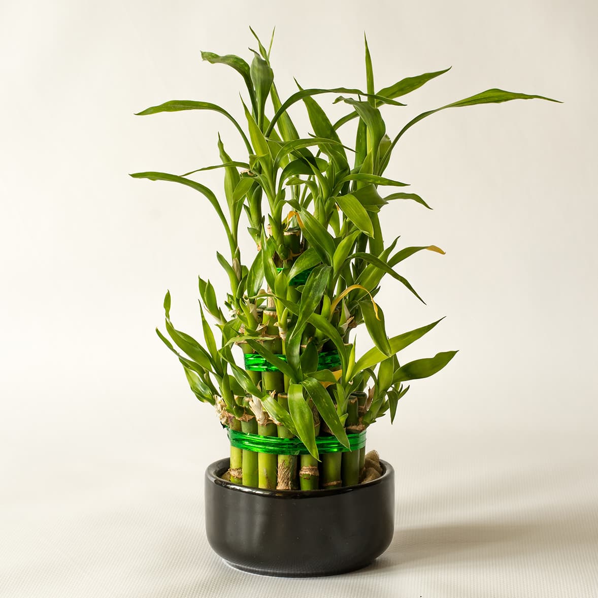 <p data-block-key="wgntp">Ruokotraakkipuu (Dracaena sanderiana). (Kuva: Adobe Stock)</p>