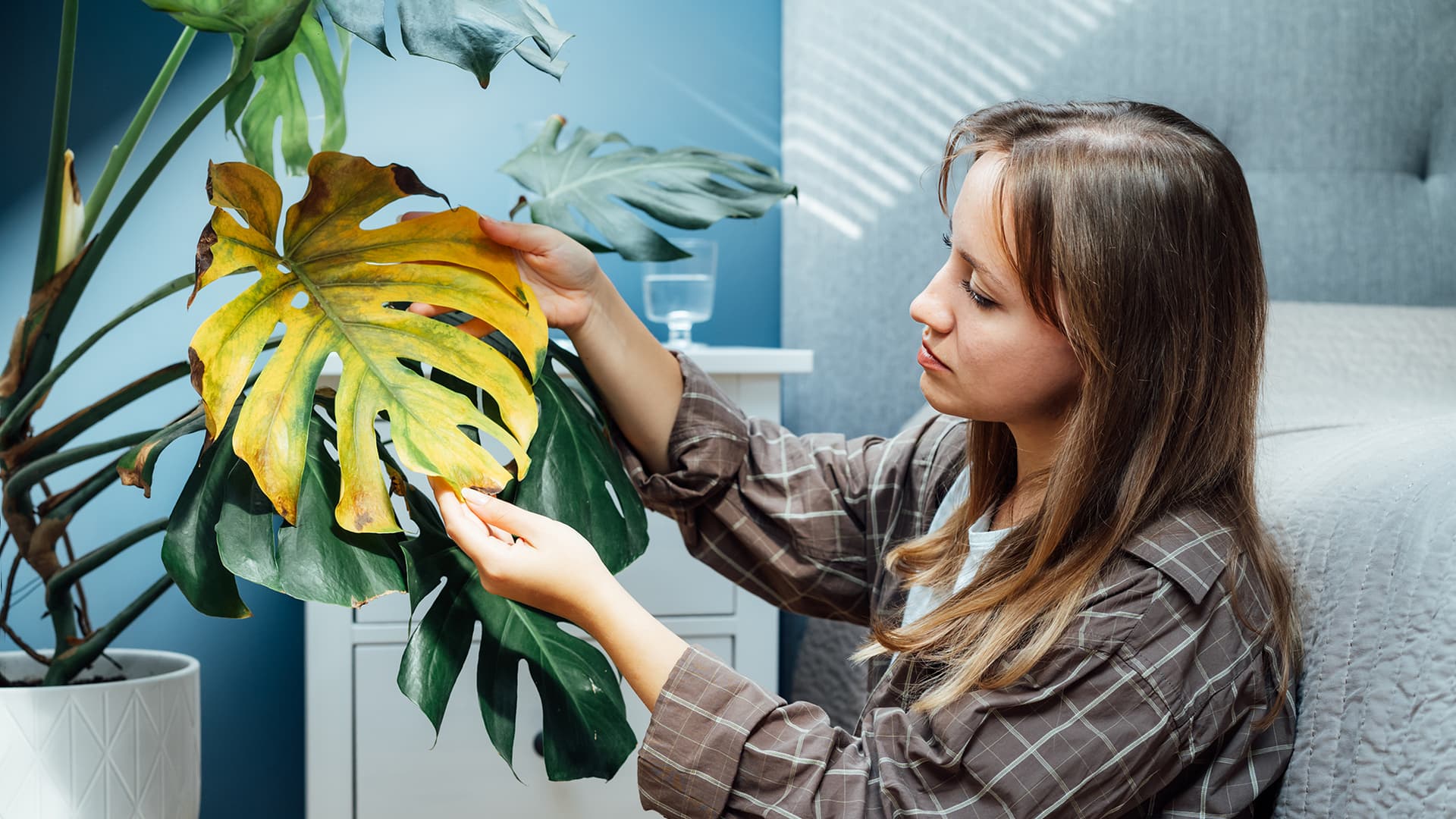 <p data-block-key="dd2h9">Peikonlehden suuret lehdet kannattaa pyyhkiä säännöllisesti pölystä, jotta ne saavat mahdollisimman paljon valoa. (Kuva: Adobe Stock)</p>
