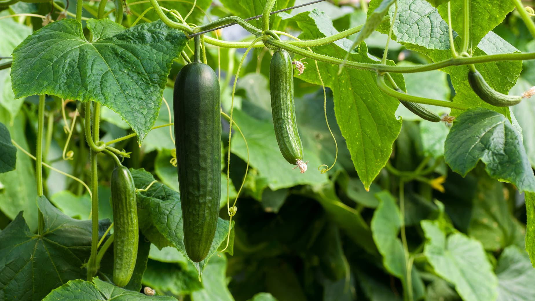 Kurkku on yksi suomalaisten suosikkivihanneksista
