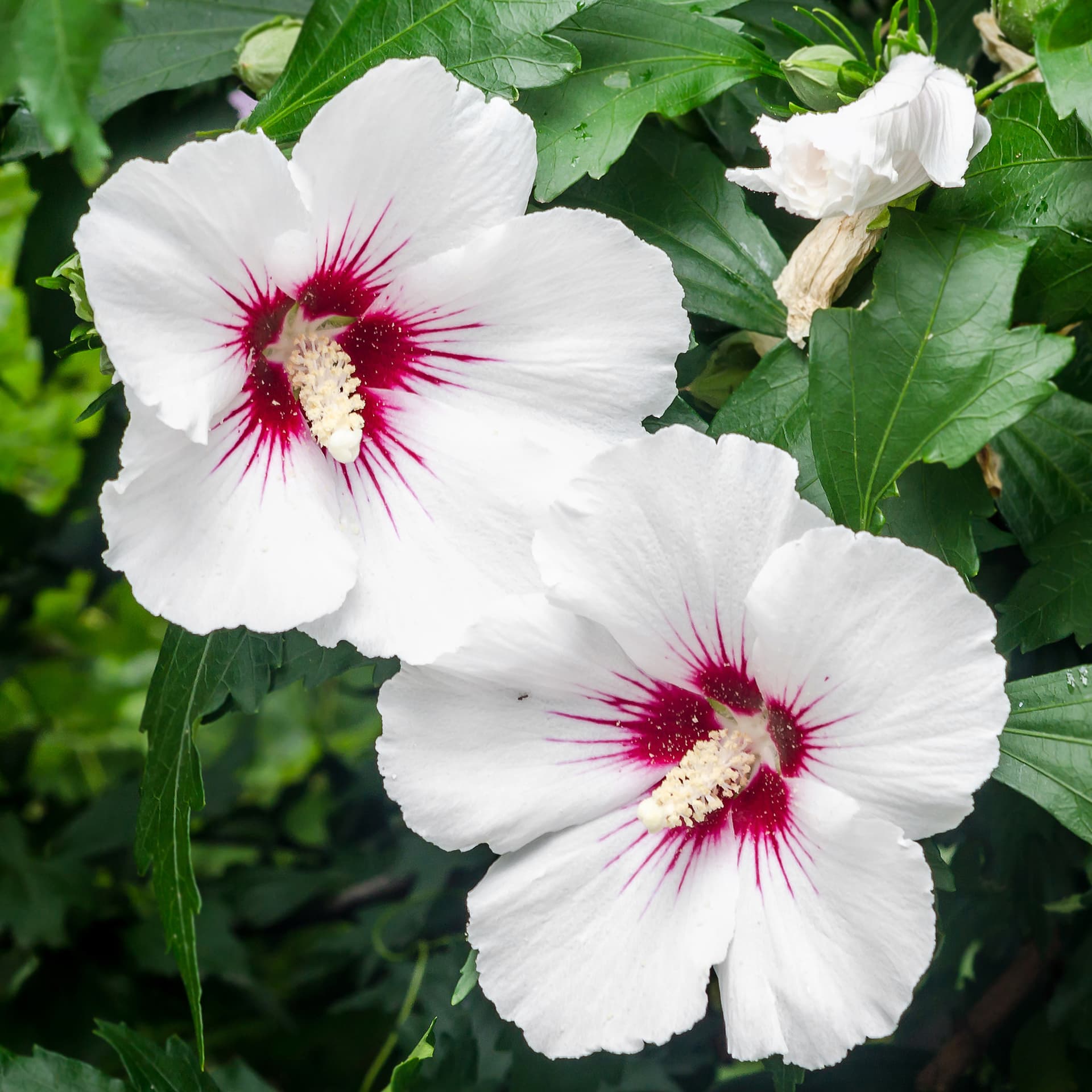 <p data-block-key="hp404">Kiinanruususta on myös valkokukkaisia lajikkeita. (Kuva: Adobe Stock)</p>