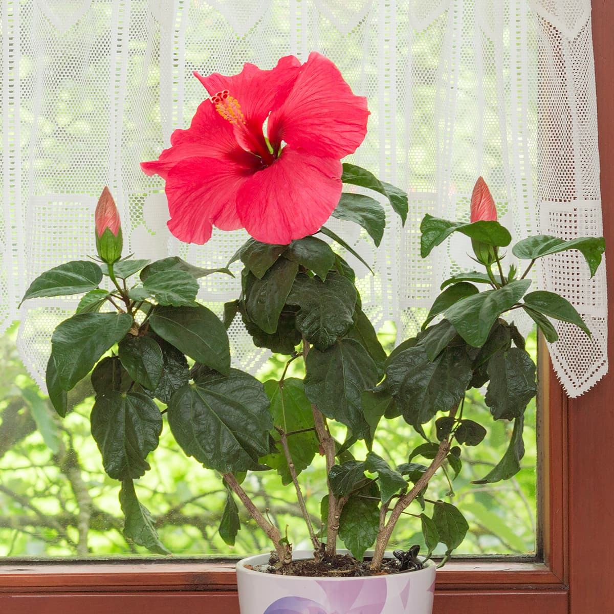 <p data-block-key="8zxma">Säännöllinen leikkaaminen ja latvominen auttavat pitämään kiinanruusun tuuheana. (Kuva: Adobe Stock)</p>