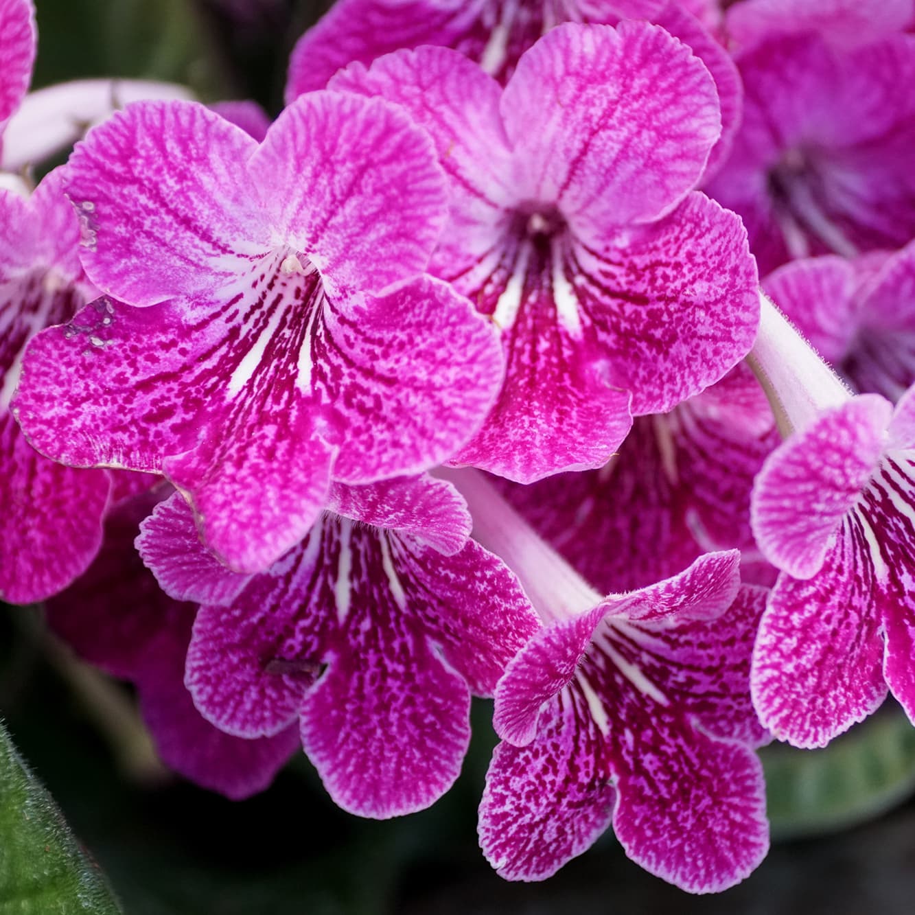 <p data-block-key="uqywm">Streptocarpus-risteymissä näkyy vuosikymmenten jalostustyö ja värien kirjo. (Kuva: Adobe Stock)</p>