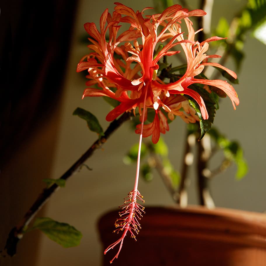 <p data-block-key="3bn27">Sulkahibiskuksen (Hibiscus schizopetalus) kukissa on pitkät, voimakkaasti liuskoittuneet terälehdet. (Kuva: Adobe Stock)</p>