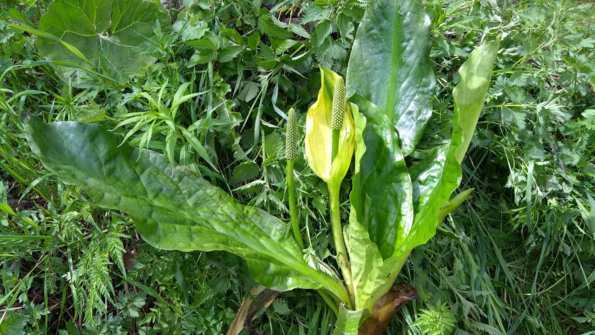 keltamajavankaali