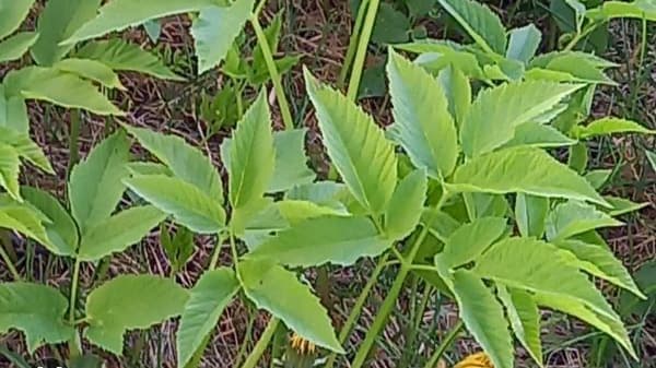 Mikä on kuvan kasvi? Asiantuntija vastaa