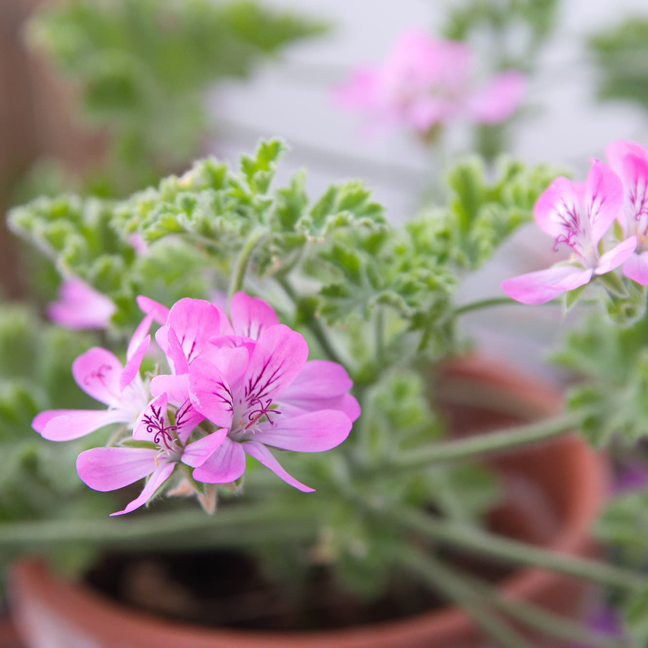 <p data-block-key="lah43">Pelargonium capitatum 'Pink capricorn' (Kuva: Adobe Stock)</p>