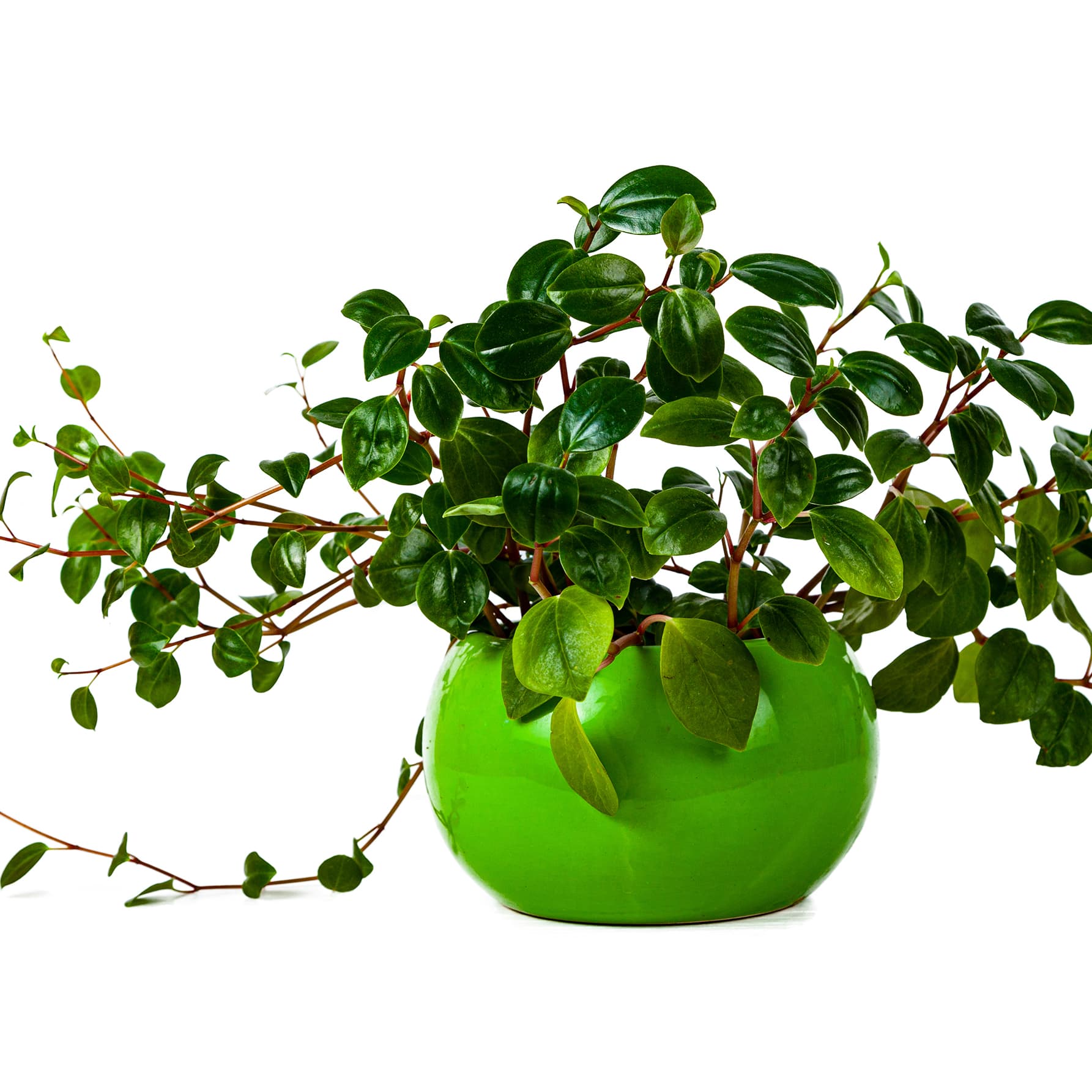 <p data-block-key="qtb7j">Kotimuori (Peperomia glabella) (kuva: Adobe Stock)</p>