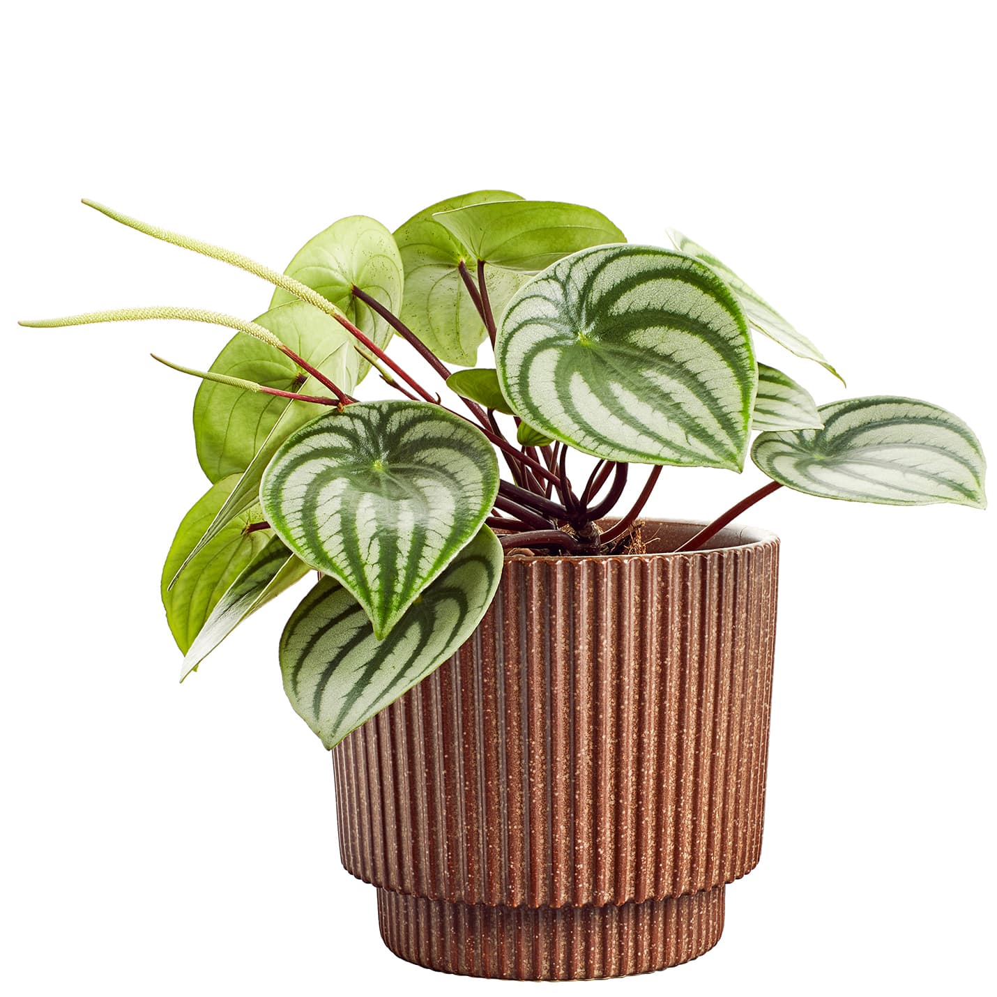 <p data-block-key="rh3qf">Sädemuori (Peperomia argyraea) (kuva: Adobe Stock)</p>