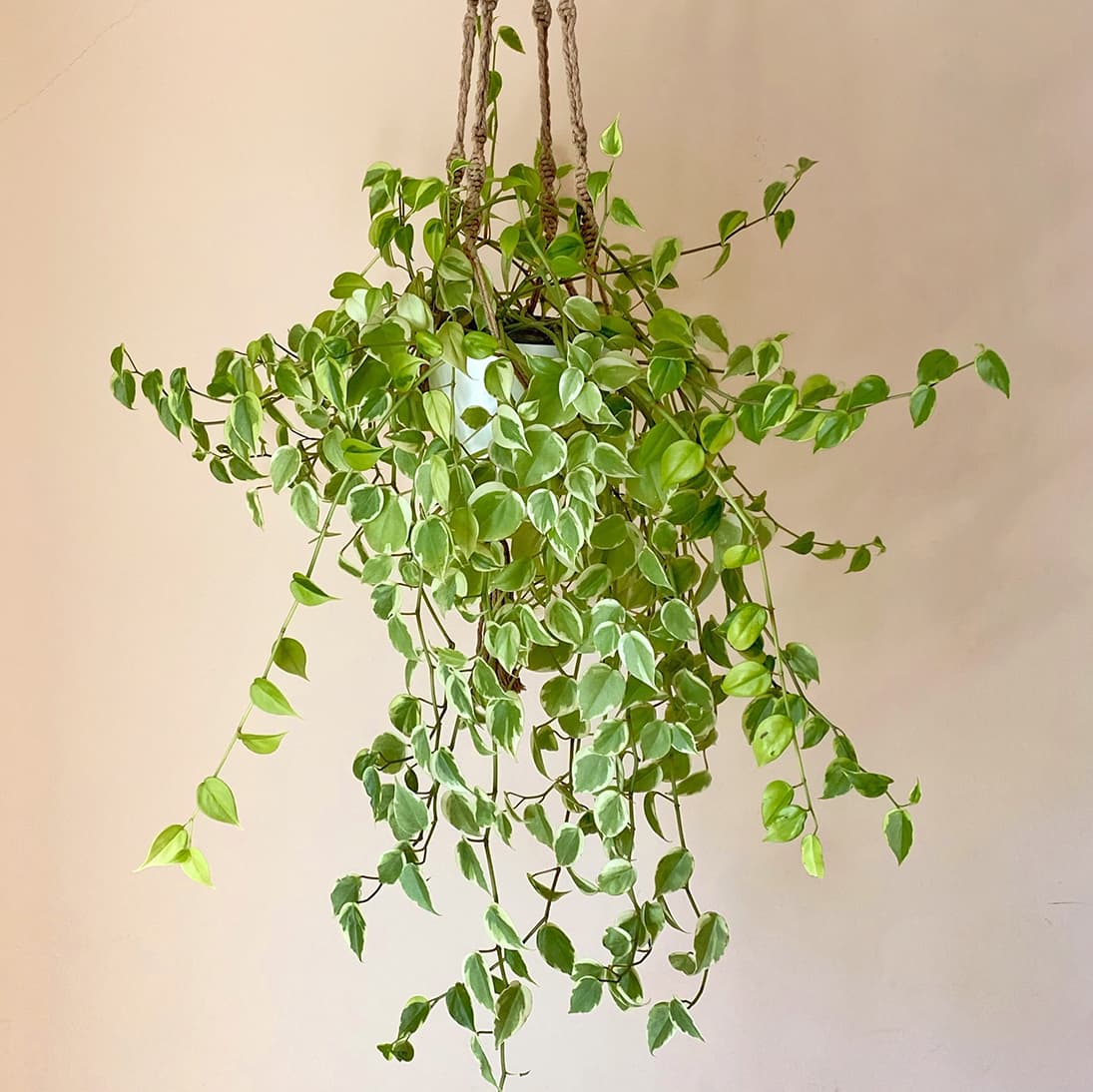 <p data-block-key="bv45k">Riippamuori (Peperomia scandens) (kuva: Adobe Stock)</p>