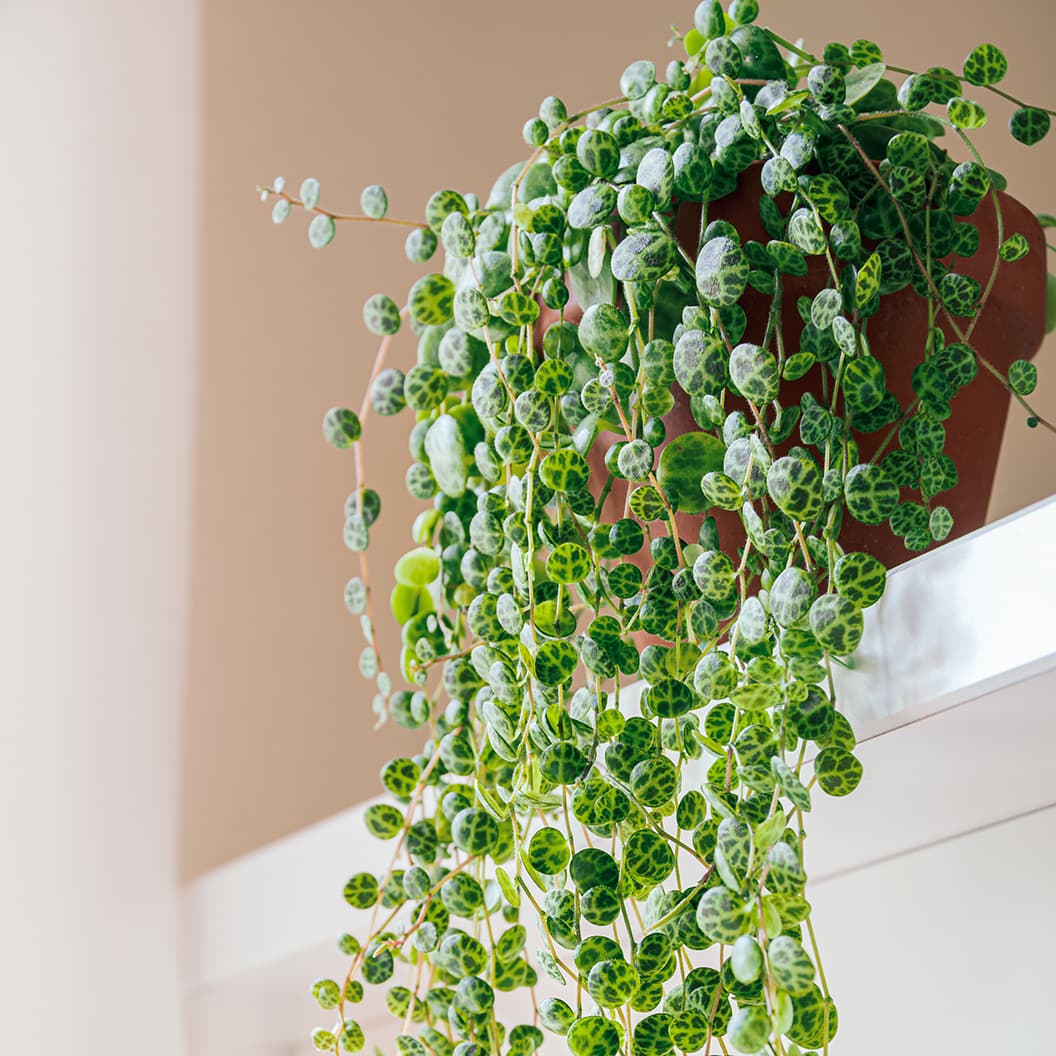 <p data-block-key="ya1a7">Peperomia prostrata (kuva: Adobe Stock)</p>