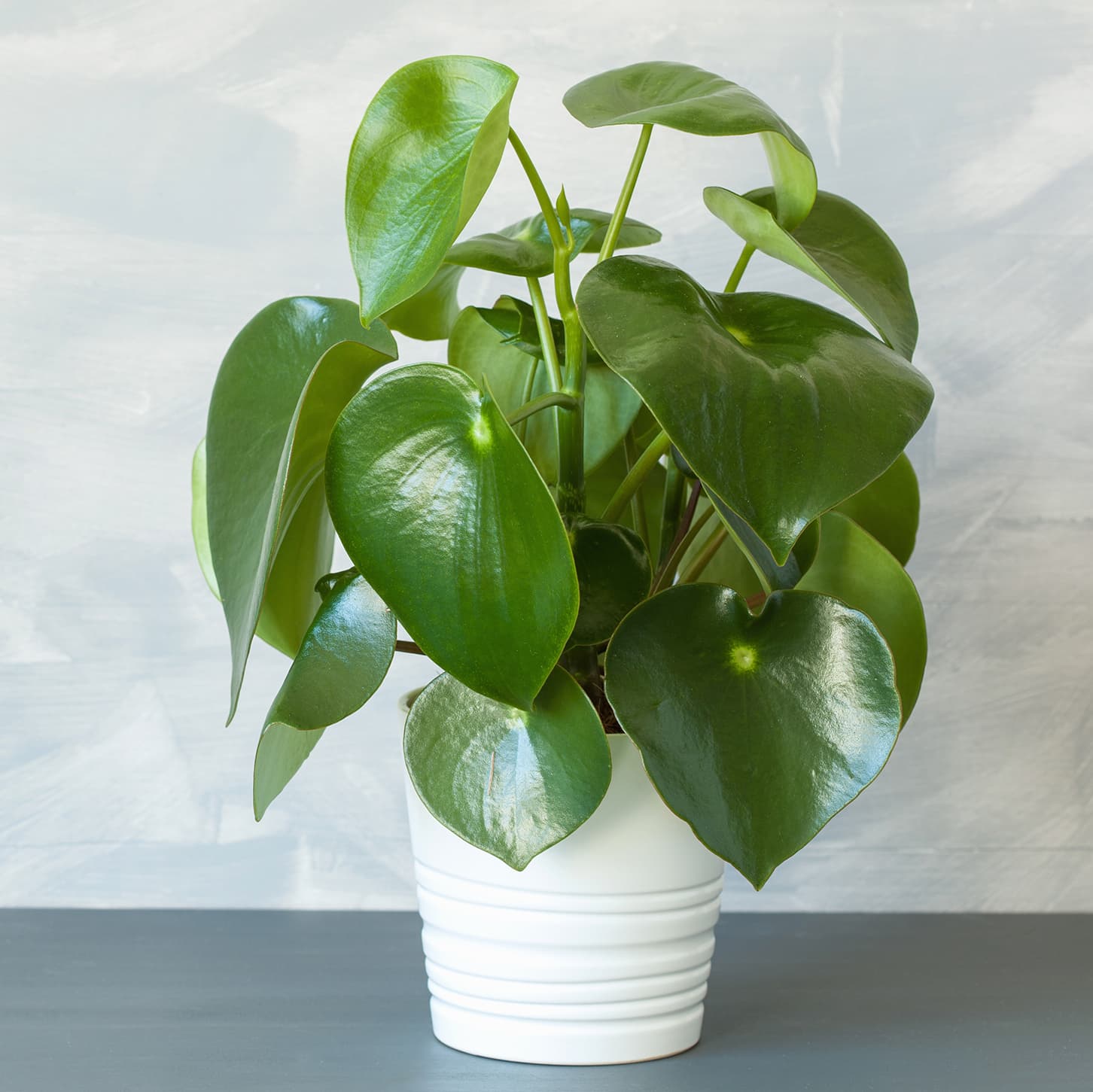 <p data-block-key="lva7c">Kilpimuori (Peperomia arifolia) (kuva: Adobe Stock)</p>