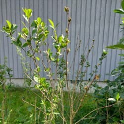 Lukijan kuva marja-aroniasta 2