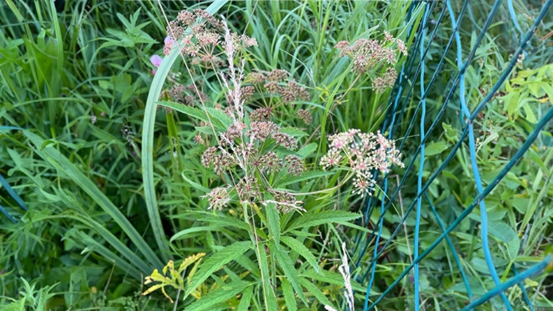 Mistä apua myrkkykeison hävittämiseen? Asiantuntija vastaa