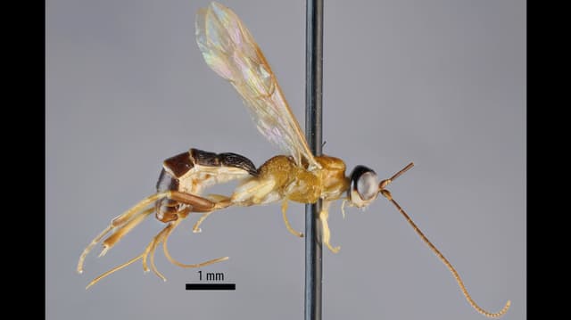 Amazoboea löytyi Ecuadorin Amazonian latvustoista kerätyistä hyönteisnäytteistä.