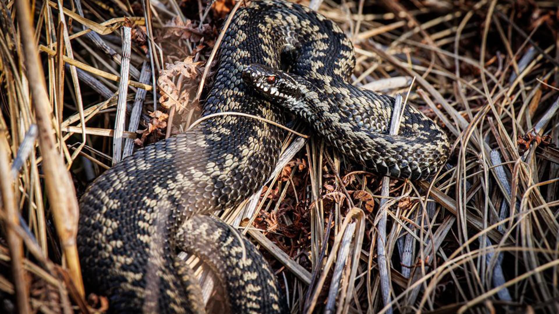 Kesämökin lääkekaappi kuntoon – lääkärin ohjeet yllättäviin tilanteisiin