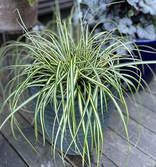 <p data-block-key="k0tgj">Siron, kauniisti lehtensä ruukun reunan yli taivuttavan, ikivihreän oshimansaran (Carex oshimensis ’Evergold’) taustalla on tummalehtinen keijunkukka (Heuchera). Kuvaaja: Tuuli Järvinen.</p>