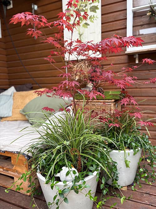 <p data-block-key="sll86">Kolmen ruukun yhdistelmässä taustalla japaninvaahtera, (Acer palmatum ’Atropurpureum’) ja valkoisissa ruukuissaan japaninsarat (Carex morrowii ’Ice Dance’) ja reunan yli ryöppyävät pikkutalviot (Vinca minor.) Kuvaaja Marja Kärki.</p>