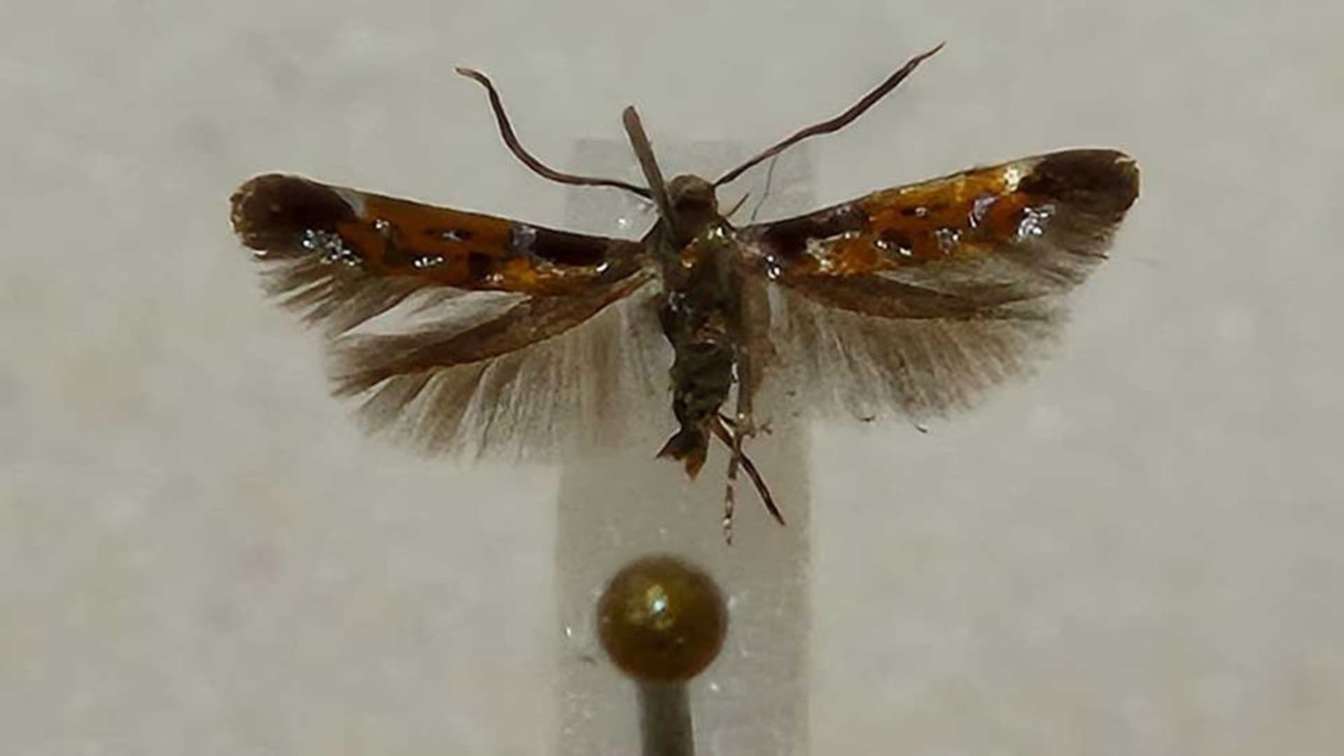 <p data-block-key="4w7ua">Varjotupsukoi (Mompha terminella)</p>