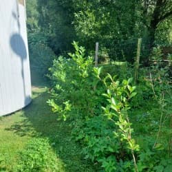 Lukijan kuva marja-aroniasta 3