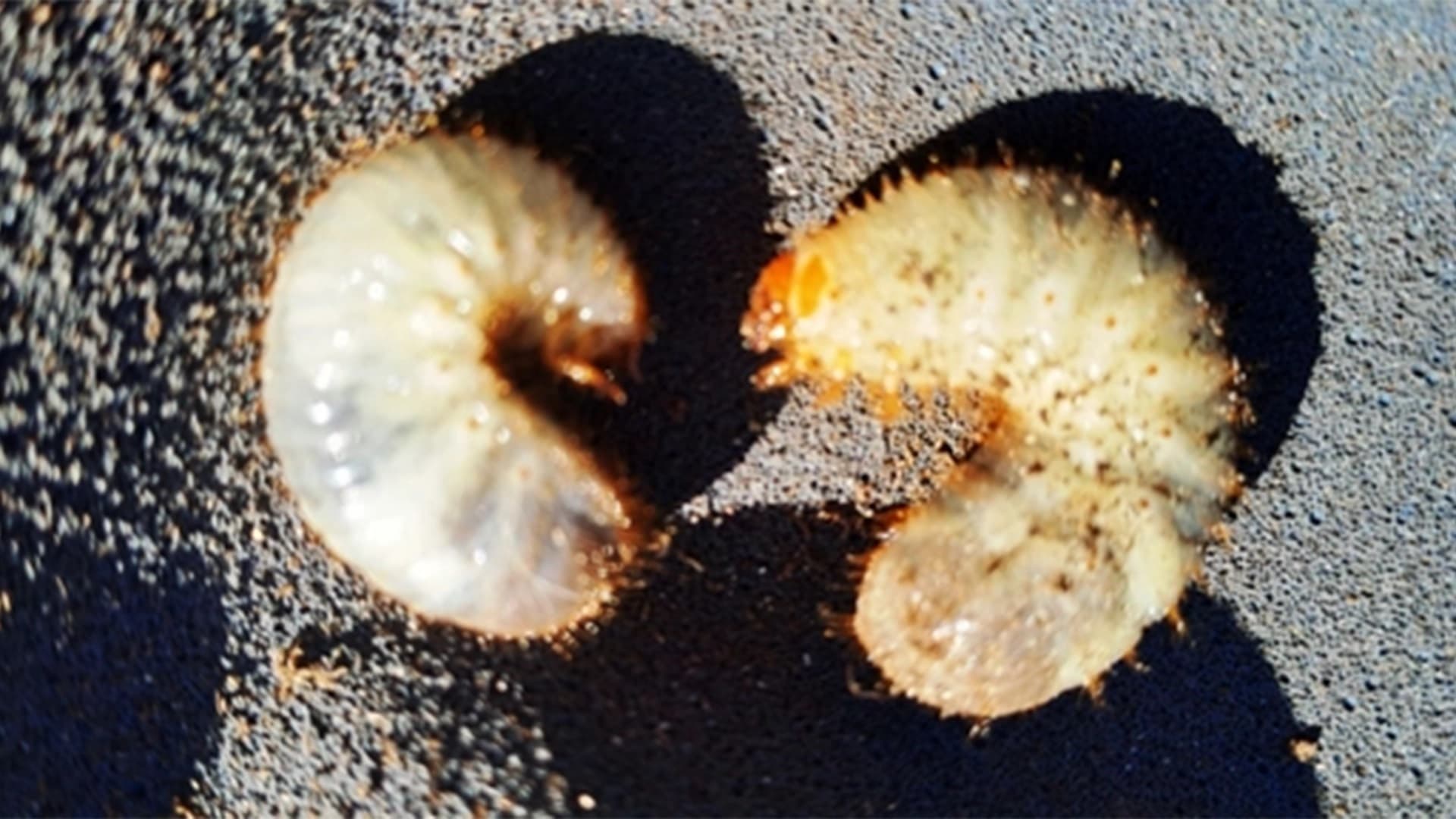 Mistä madosta on kysymys ja miten pääsee eroon? Asiantuntija vastaa