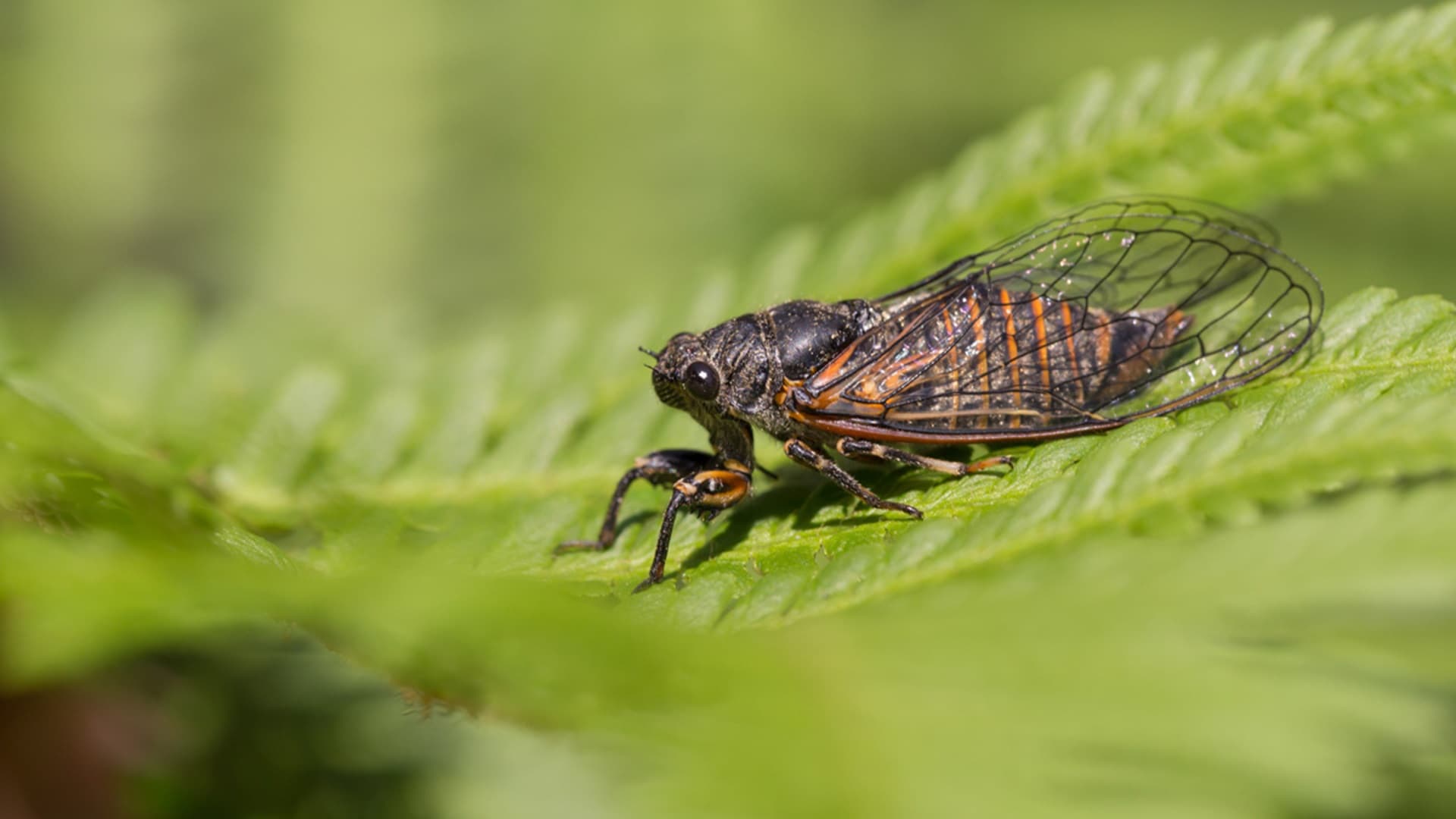 <p data-block-key="xxg4x">Vuorilaulukaskas (Cicadetta montana, ruots. bergcikada) </p>