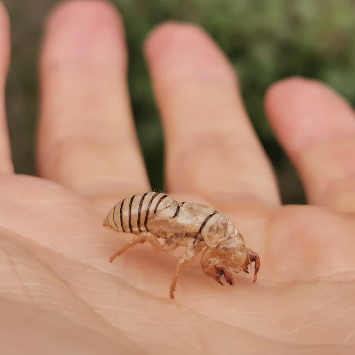 <p data-block-key="06m5i"> Cicadetta montana toukkakuori </p>