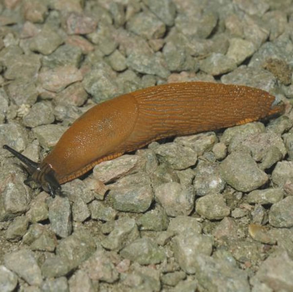 <p data-block-key="8z754">Espanjansiruetana (Arion vulgaris) vahingoittaa kasvillisuutta syömällä laajaa kirjoa kasvilajeja. (Kuva: Anders Albrecht, CC-BY-NC-4.0.)</p>