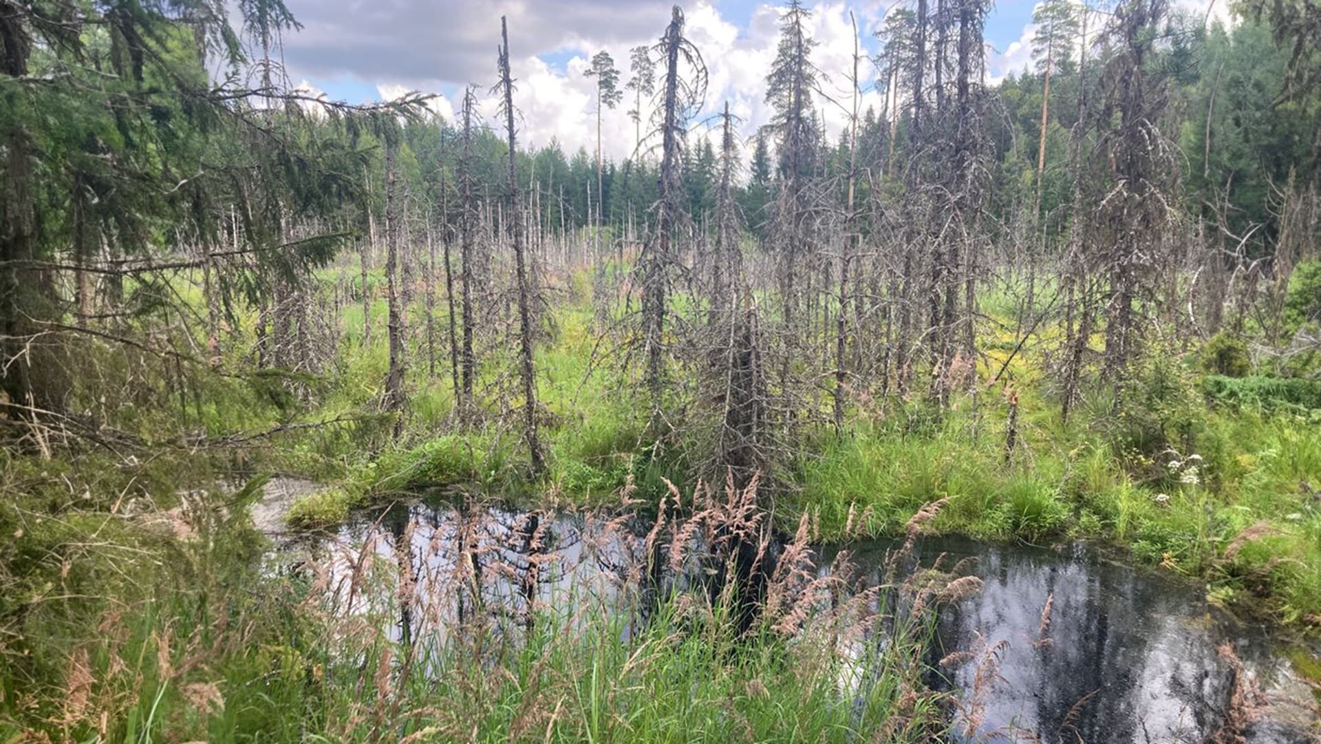 Majavien paluu rikastuttaa metsien monimuotoisuutta