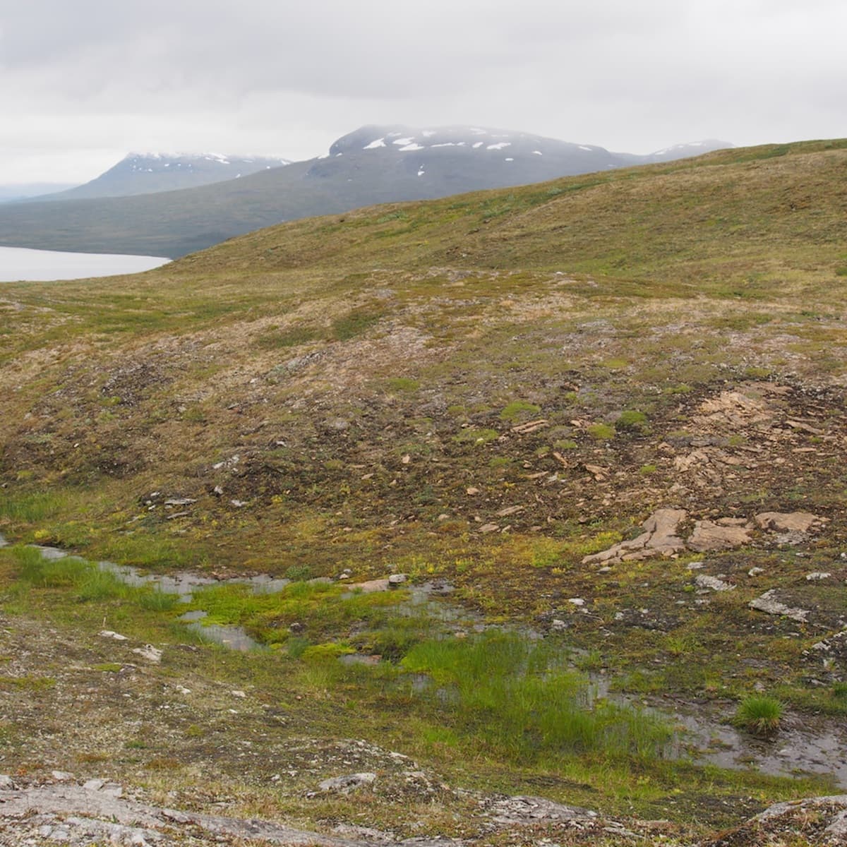 <p data-block-key="0sqk2">Inocybe badjelanndana -lajin kasvupaikka Padjelantan kansallispuistossa Ruotsissa.</p>