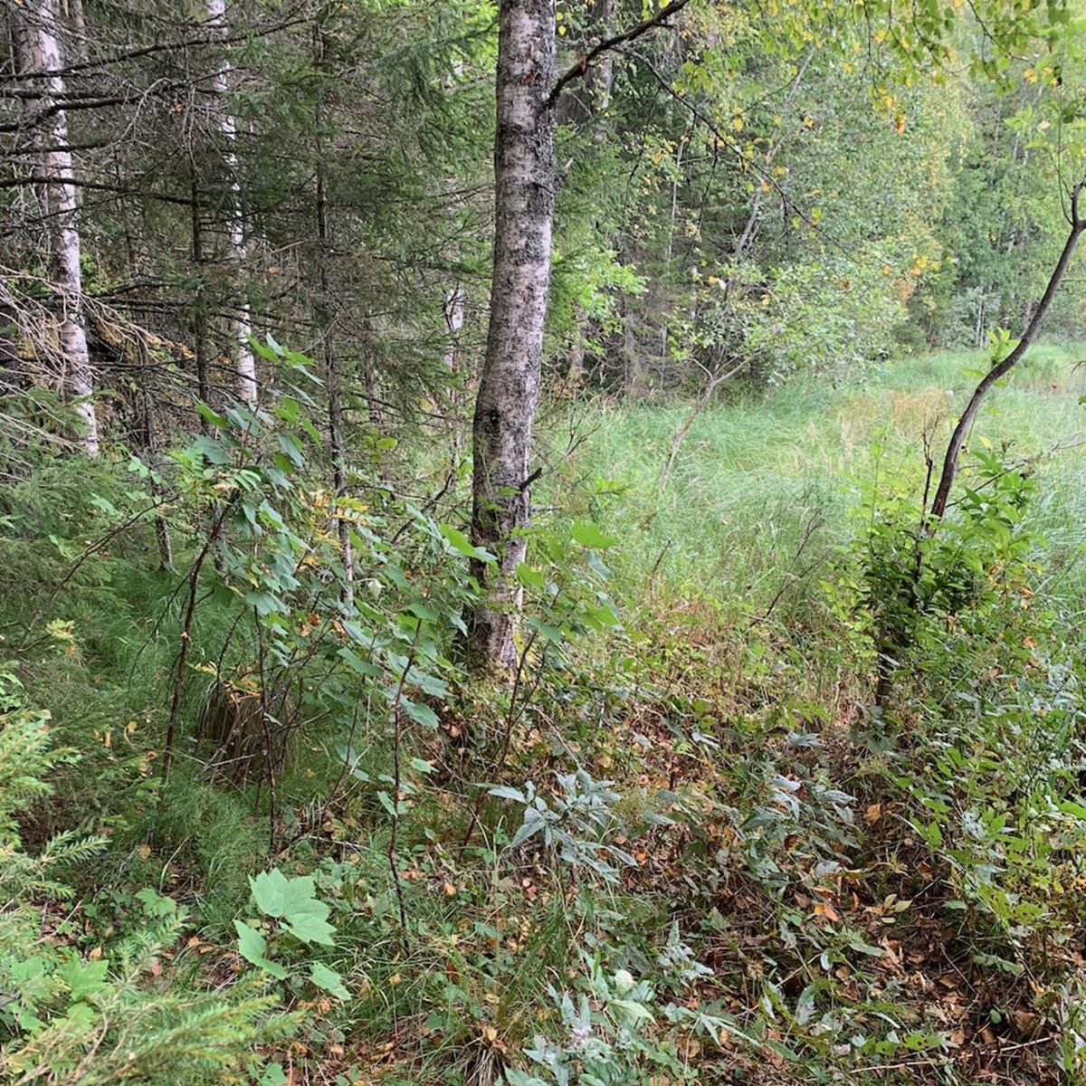 <p data-block-key="0sqk2">Inocybe minata -lajin kasvupaikka Paltamossa Kainuussa.</p>