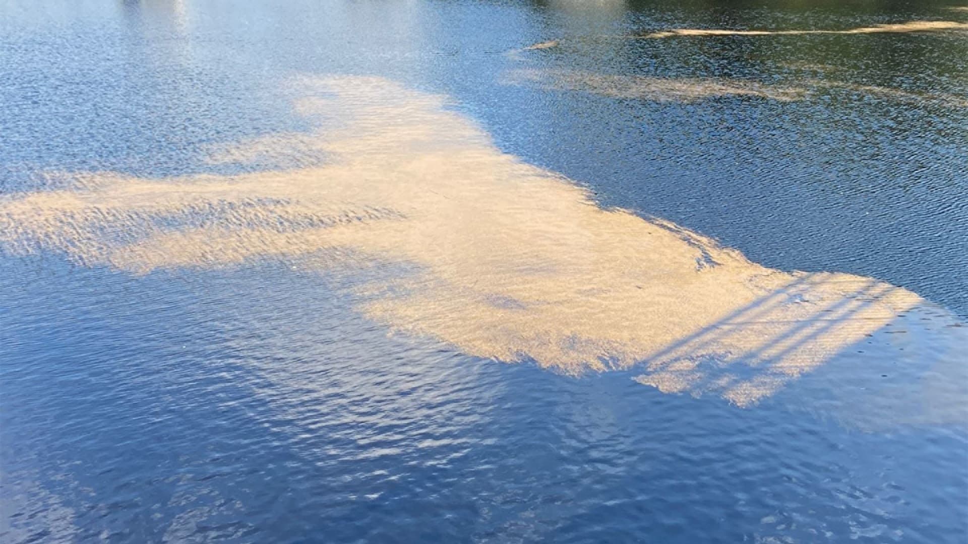 <p data-block-key="3rju3">Suopursuruosteen itiöt voivat loppukesäisin kertyä rusehtaviksi lautoiksi veden pinnalle. </p>