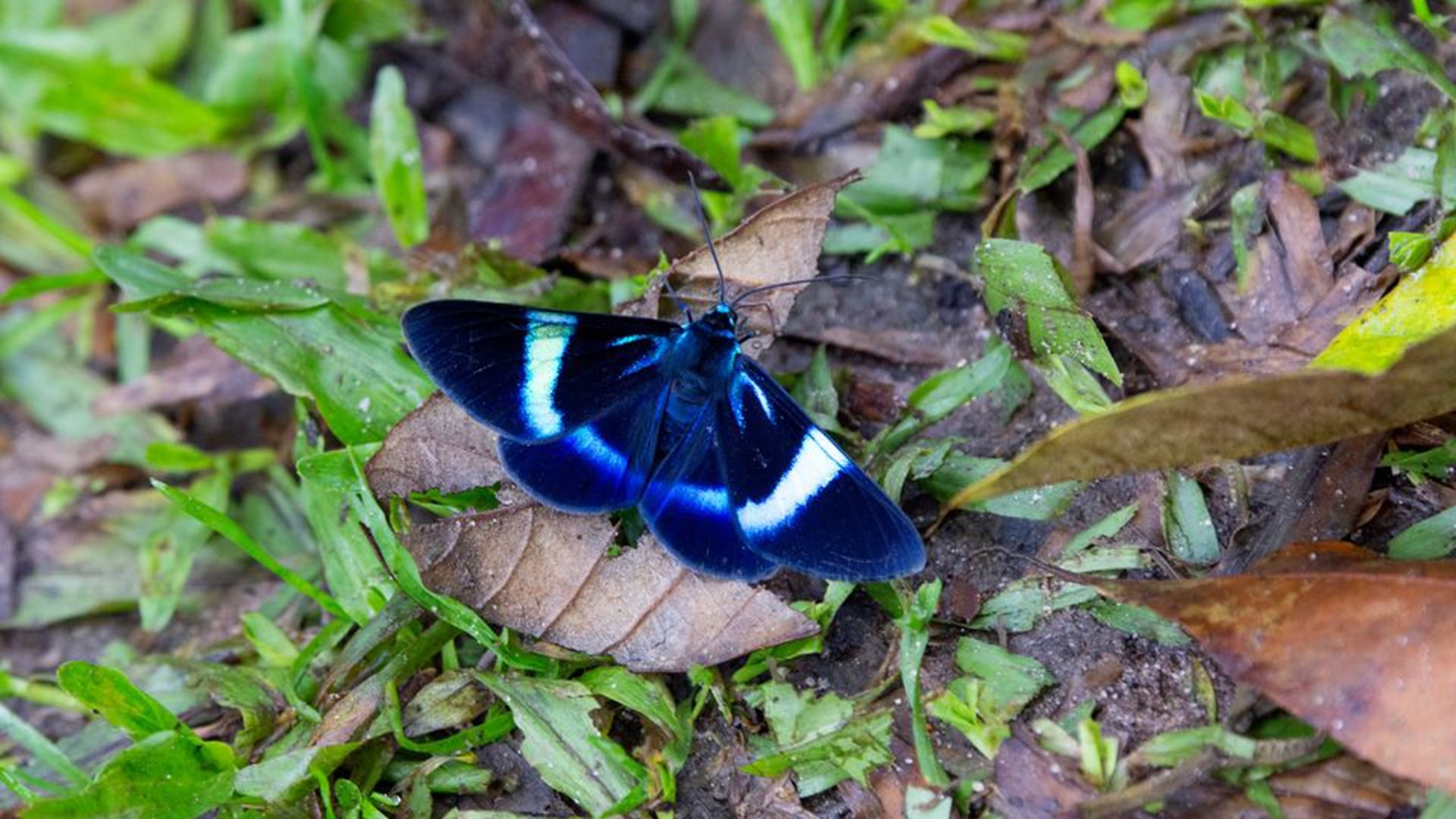 Milionia delicatula iNaturalist-yhteisön käyttäjä kaithefishguy CCBY-SA-lisenssi.jpg