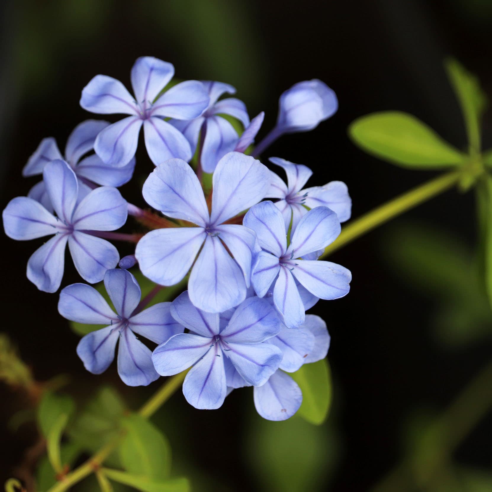 <p data-block-key="qo680">Sinilyijykukka (Plumbago ariculata) kukkii runsaasti saatuaan lepoajan. (Kuva: Pixabay)</p>