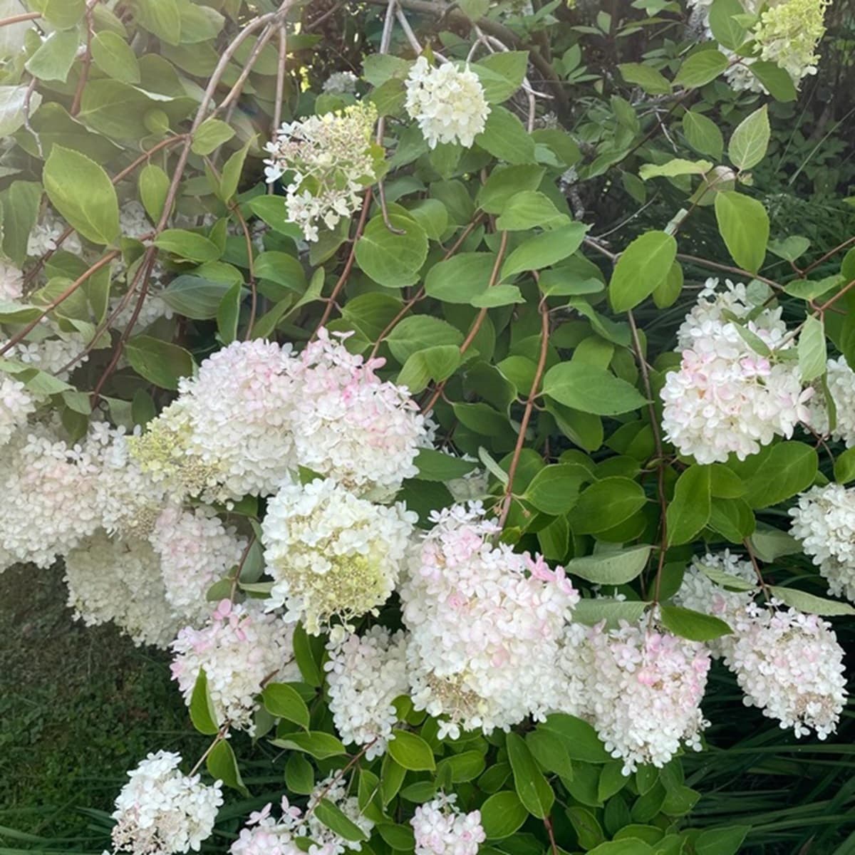 <p data-block-key="fszgn">Syyshortensian kuva osana lukijan kysymystä.</p>