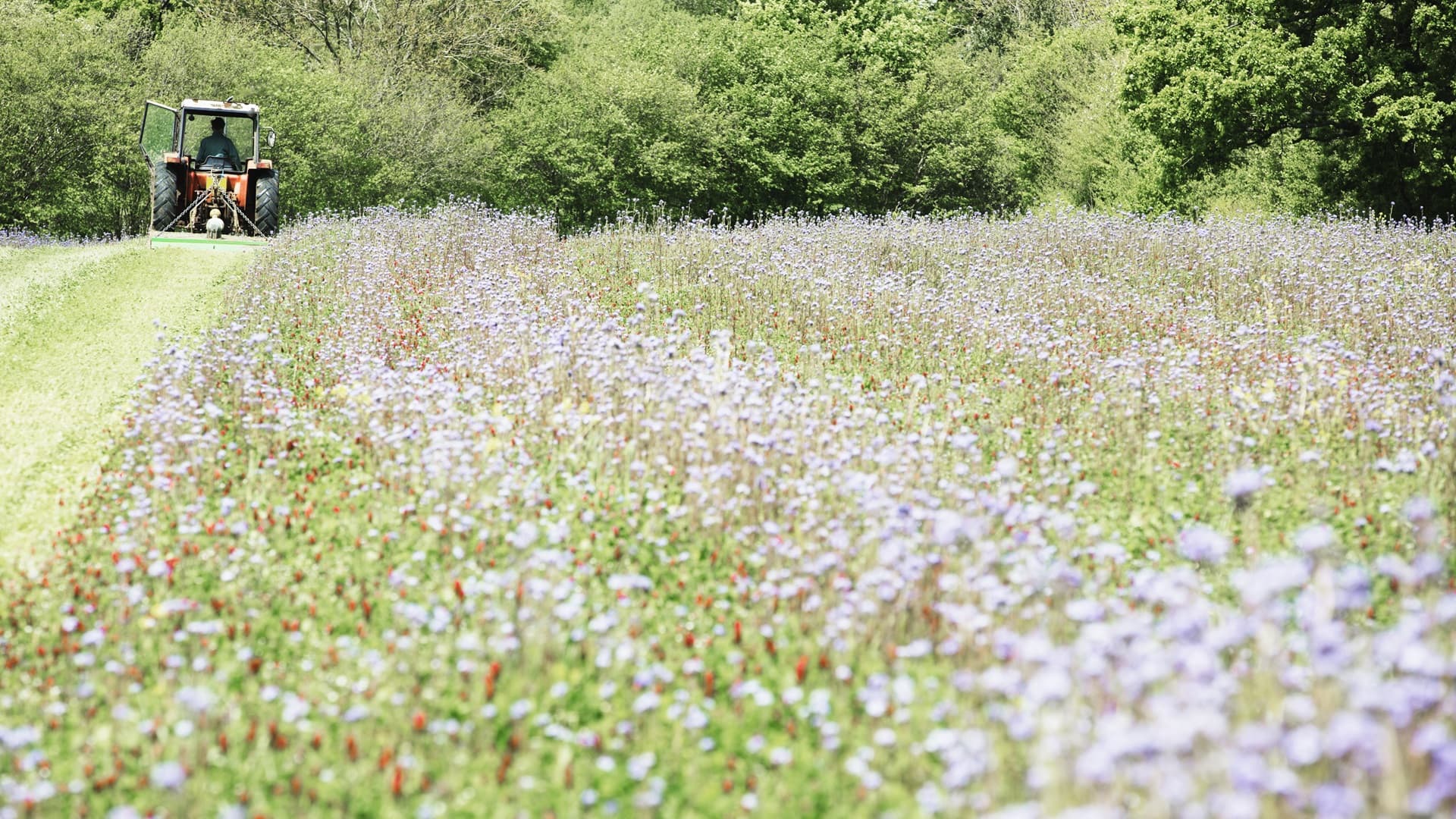 Näin perustat kestävän ja kukkivan niityn kotipihallesi