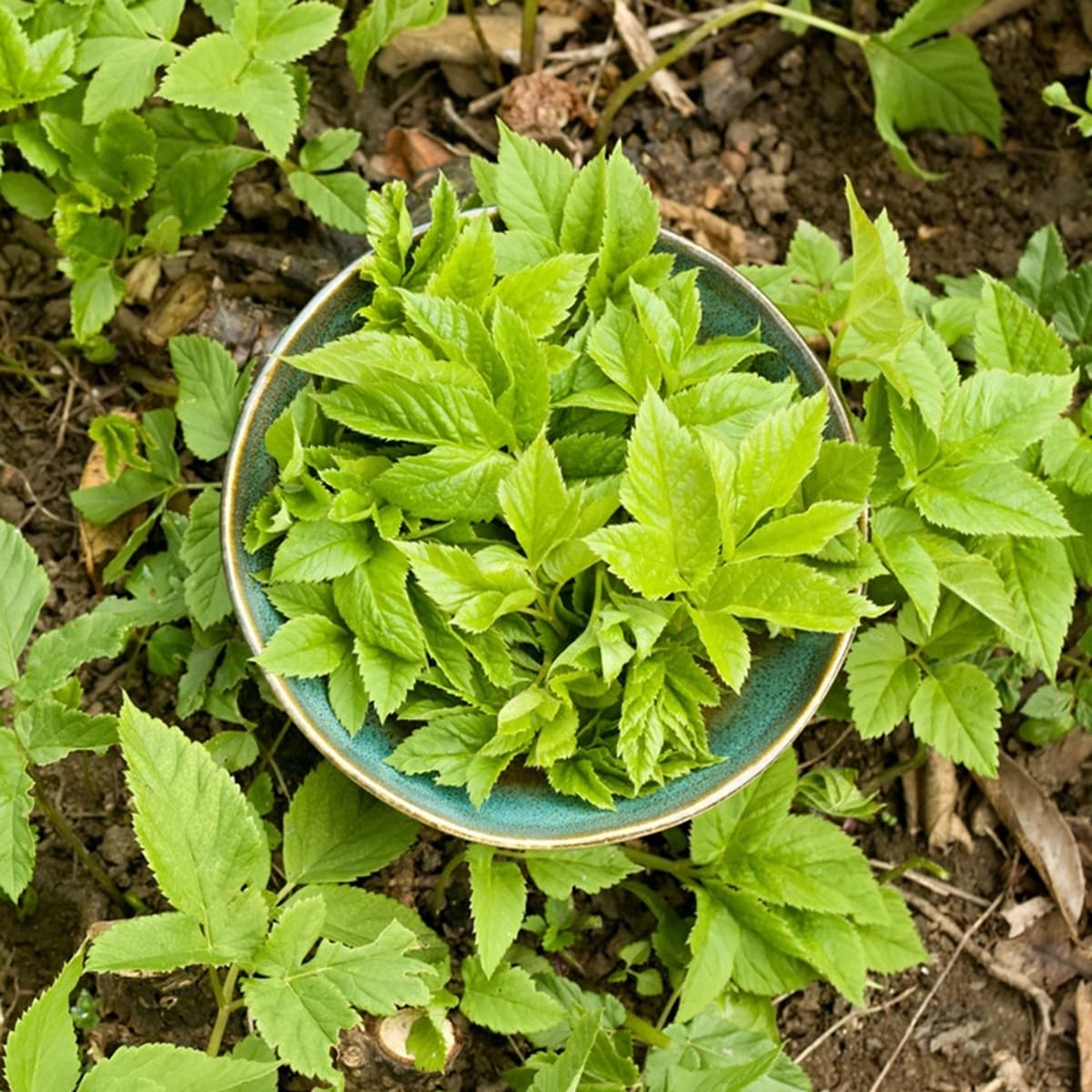 <p data-block-key="koyol">Vuohenputki, Aegopodium podagraria (kuva: iStock)</p>
