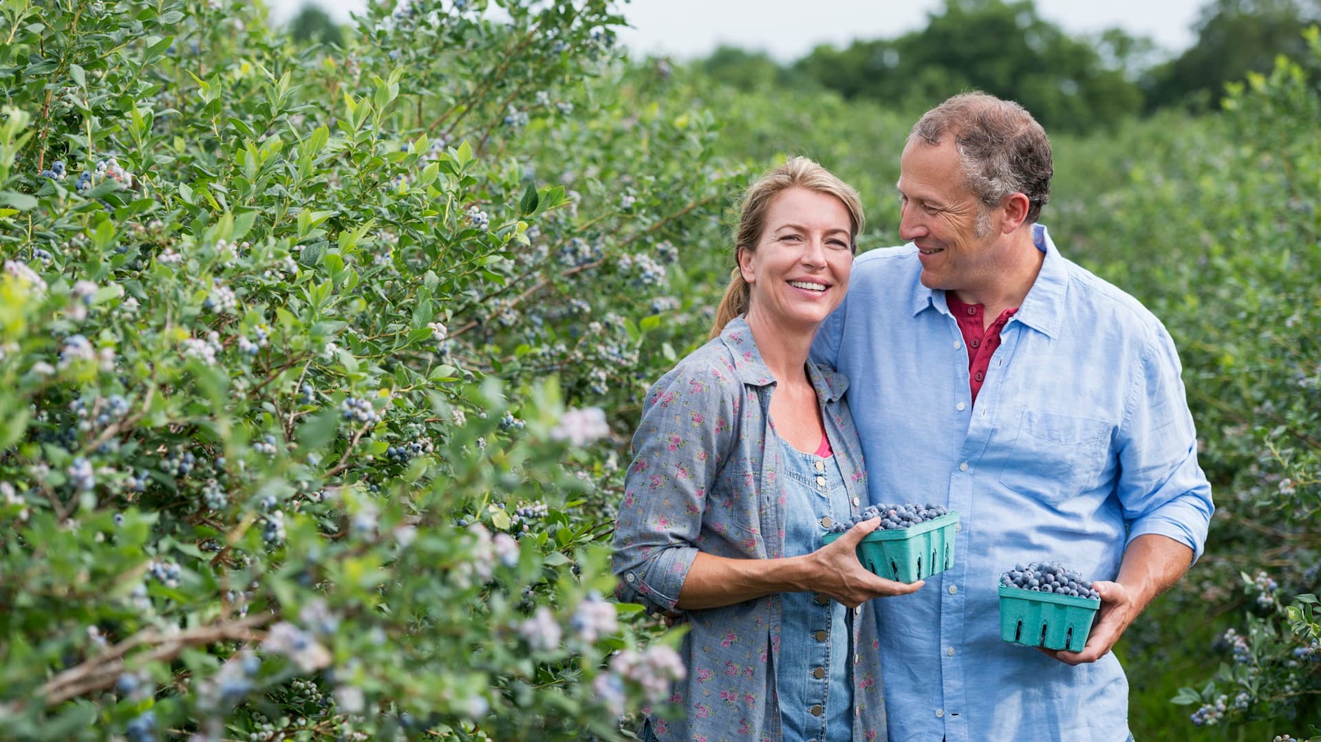 Asiantuntijan videovastaus: Miten pensasmustikoita lannoitetaan?