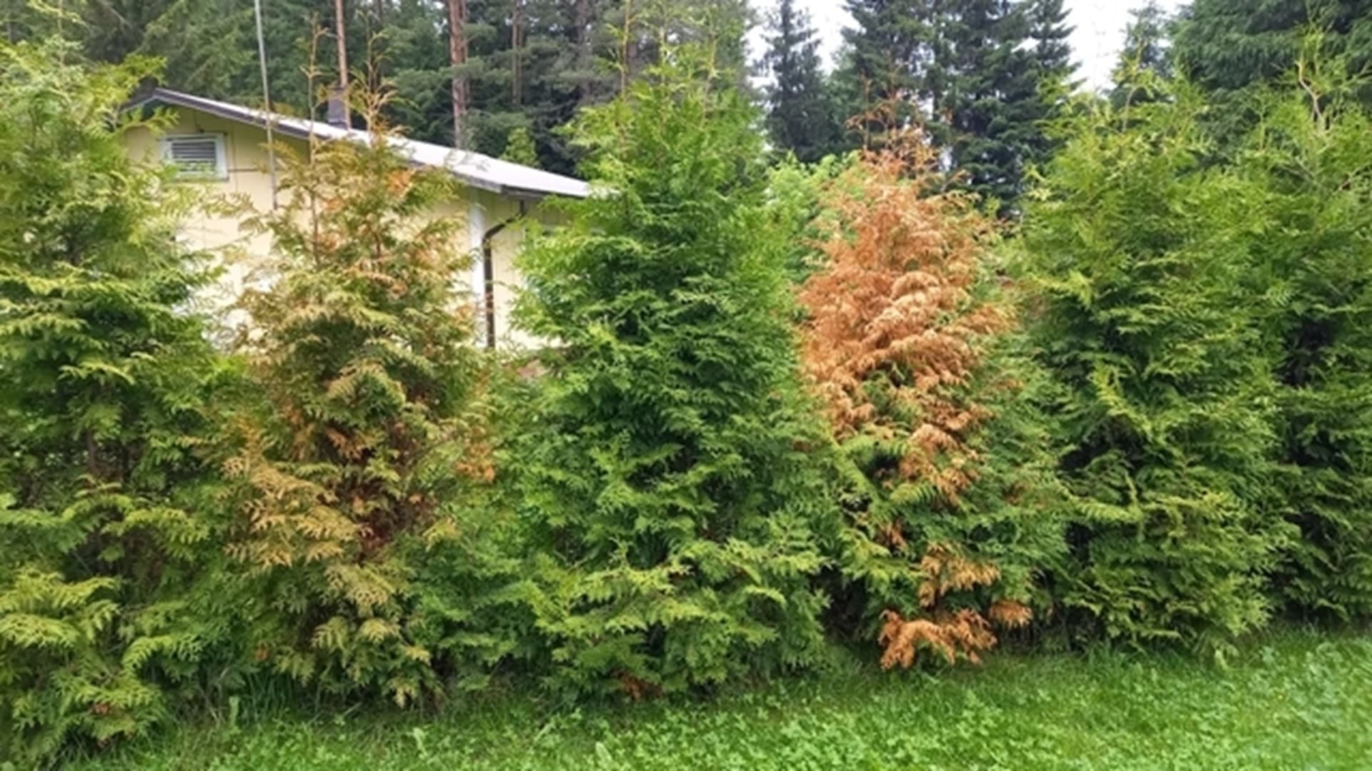 Mikä voisi olla syynä tuijien ruskettumiselle? Asiantuntija vastaa