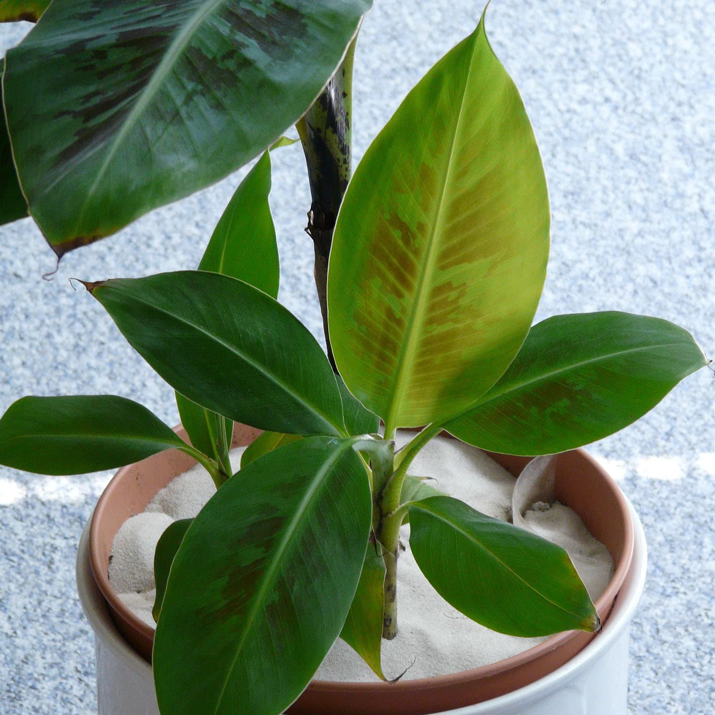 <p data-block-key="atl4j">Banaani (Musa) on eksoottinen, mutta helppo kasvatettava. (Kuva: Pixabay)</p>