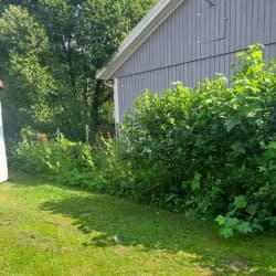 Lukijan kuva marja-aroniasta 4