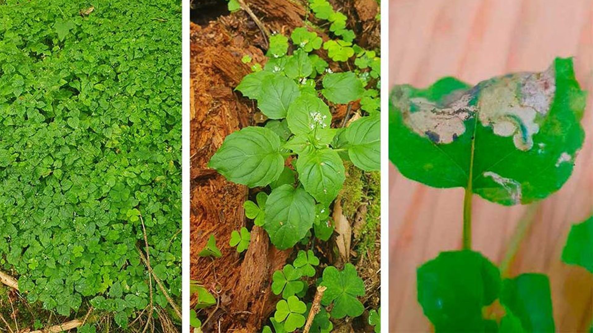 c85cb51a-48ff-44f4-bd0d-4944d22eec00-w_960